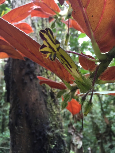 Columnea tenensis