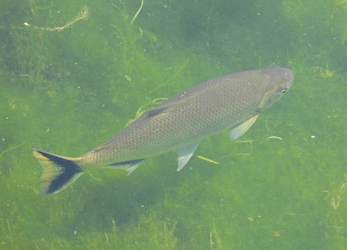 Sicklefin tetra (Brycon falcatus) — Bryconidae — 5