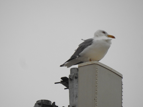 Gaviota patiamarilla (Larus michahellis)