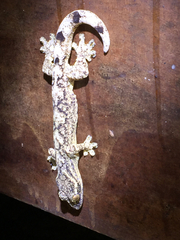 Thecadactylus solimoensis