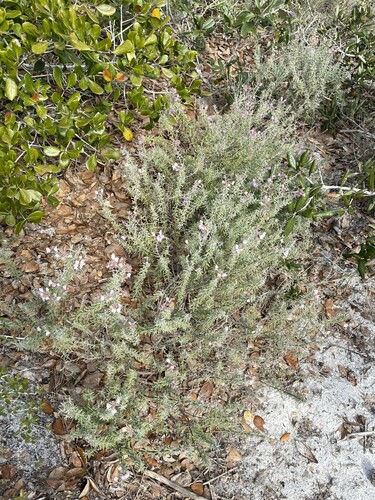 Image of Conradina canescens by (c) lejones417, some rights reserved (CC BY-SA)