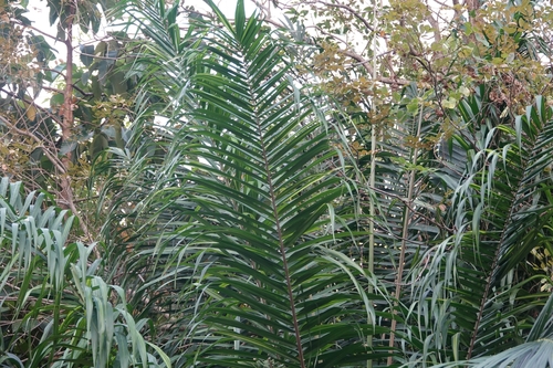 Image of Elaeis guineensis by (c) Валерия Ковалева, some rights reserved (CC BY)
