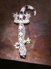 Thecadactylus solimoensis