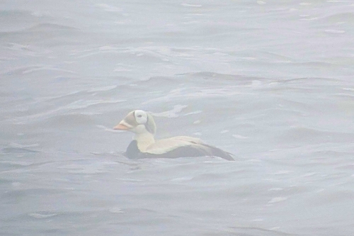 Spectacled Eider (Somateria fischeri)