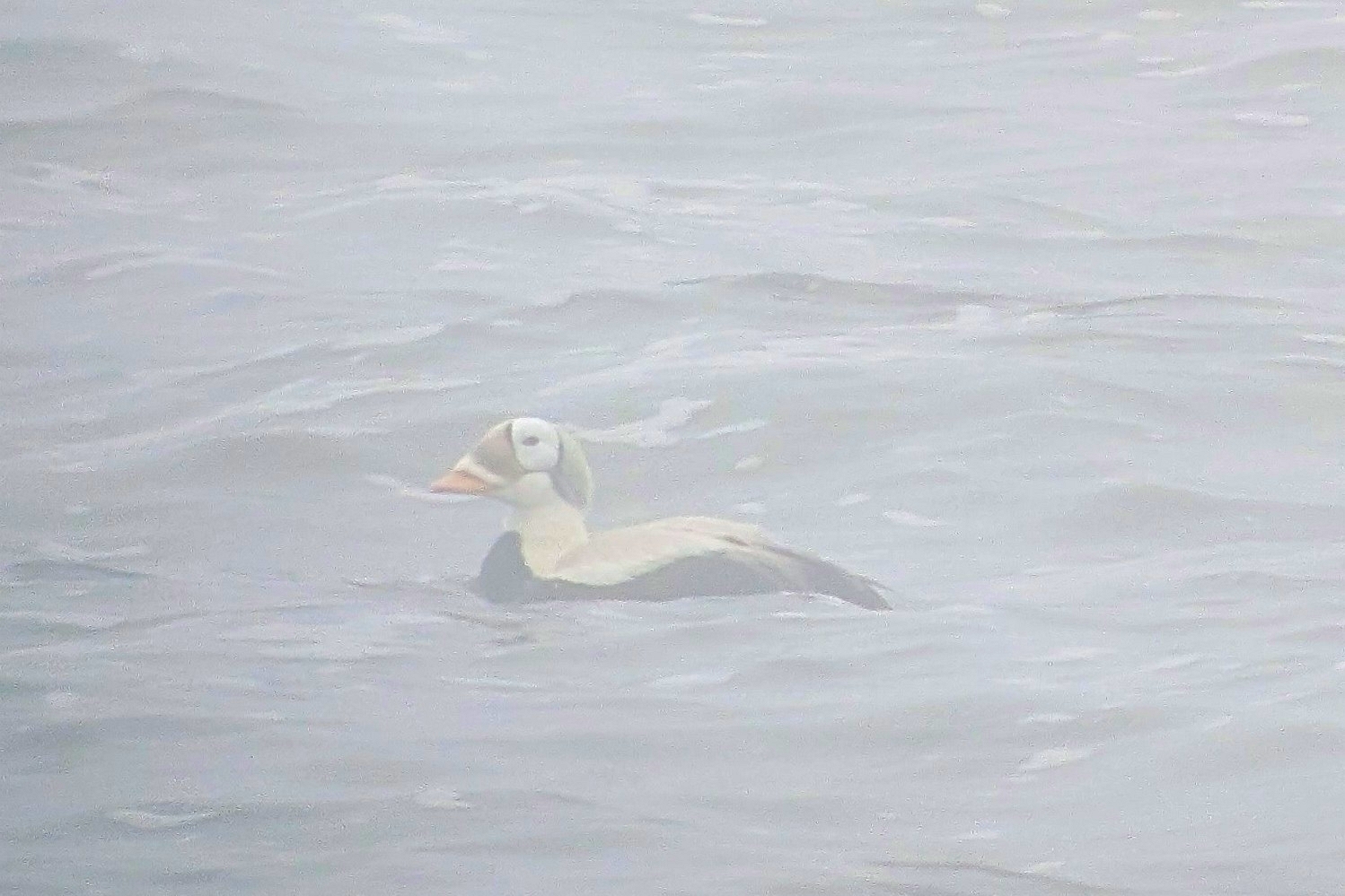 Spectacled Eider (Somateria fischeri), photo 1