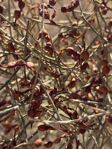 camel thorn (Alhagi maurorum)