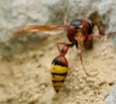Delta unguiculatum