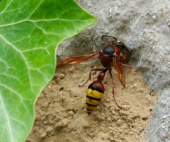 Delta unguiculatum
