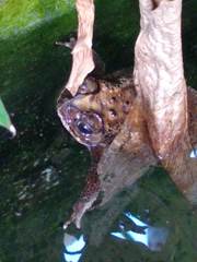 Duttaphrynus melanostictus