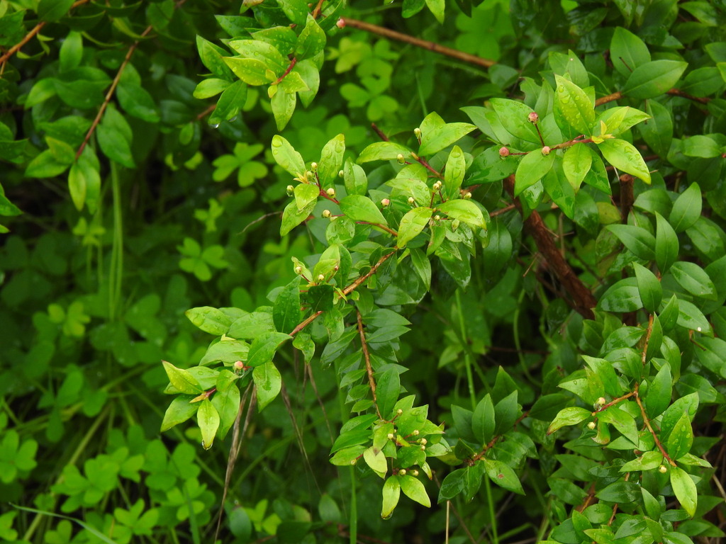 Myrtus communis, Faro, Faro, Portugal