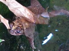 Duttaphrynus melanostictus