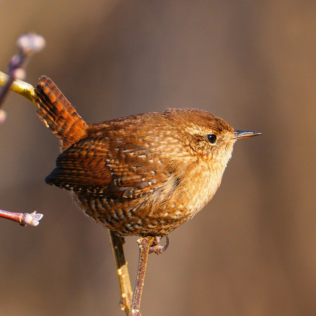Winter Wren