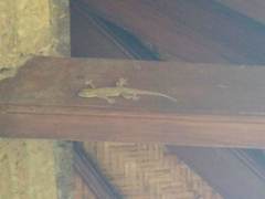 Hemidactylus platyurus