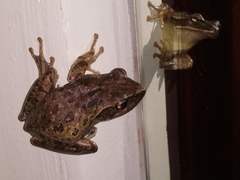 Polypedates leucomystax