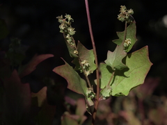 Chenopodiastrum simplex