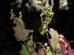 Chenopodiastrum simplex