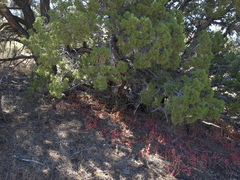 Chenopodiastrum simplex