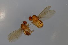 Drosophila testacea
