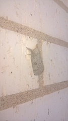 Syssphinx heiligbrodti