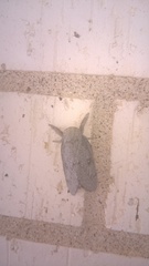 Syssphinx heiligbrodti