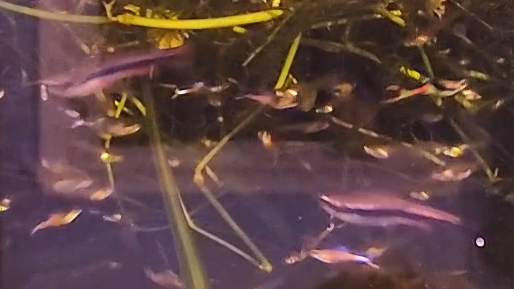 Golden Pencilfish