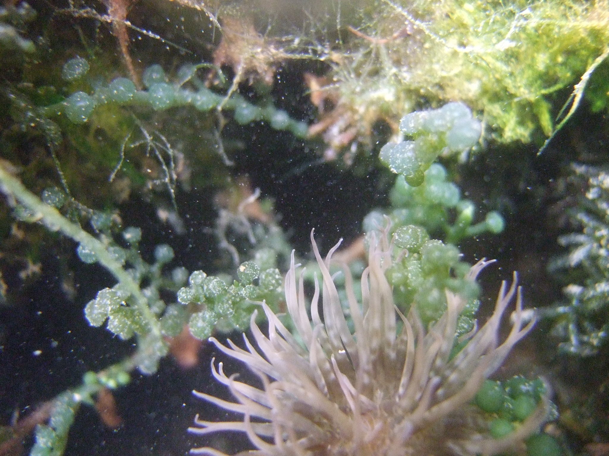 Caulerpa chemnitzia (Caulerpa chemnitzia)