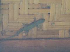 Hemidactylus platyurus