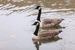 Branta canadensis