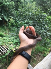 Stenorrhina degenhardtii