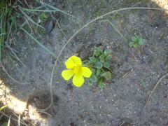Moraea galaxia