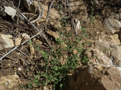 Chenopodium atrovirens