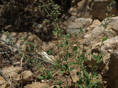 Chenopodium atrovirens
