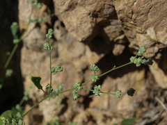 Chenopodium atrovirens