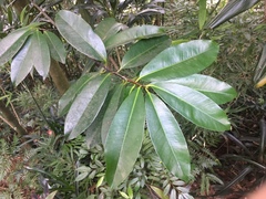 Hydrangea integrifolia