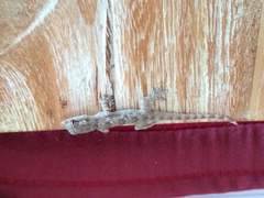 Hemidactylus platyurus