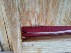 Hemidactylus platyurus