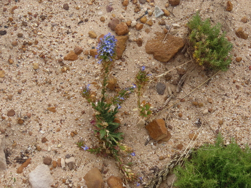 Image of Lobelia comosa by (c) Viktor, some rights reserved (CC BY)