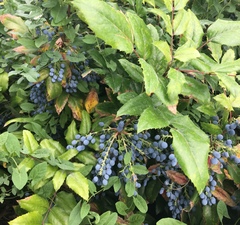 Berberis
