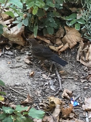 Turdus merula