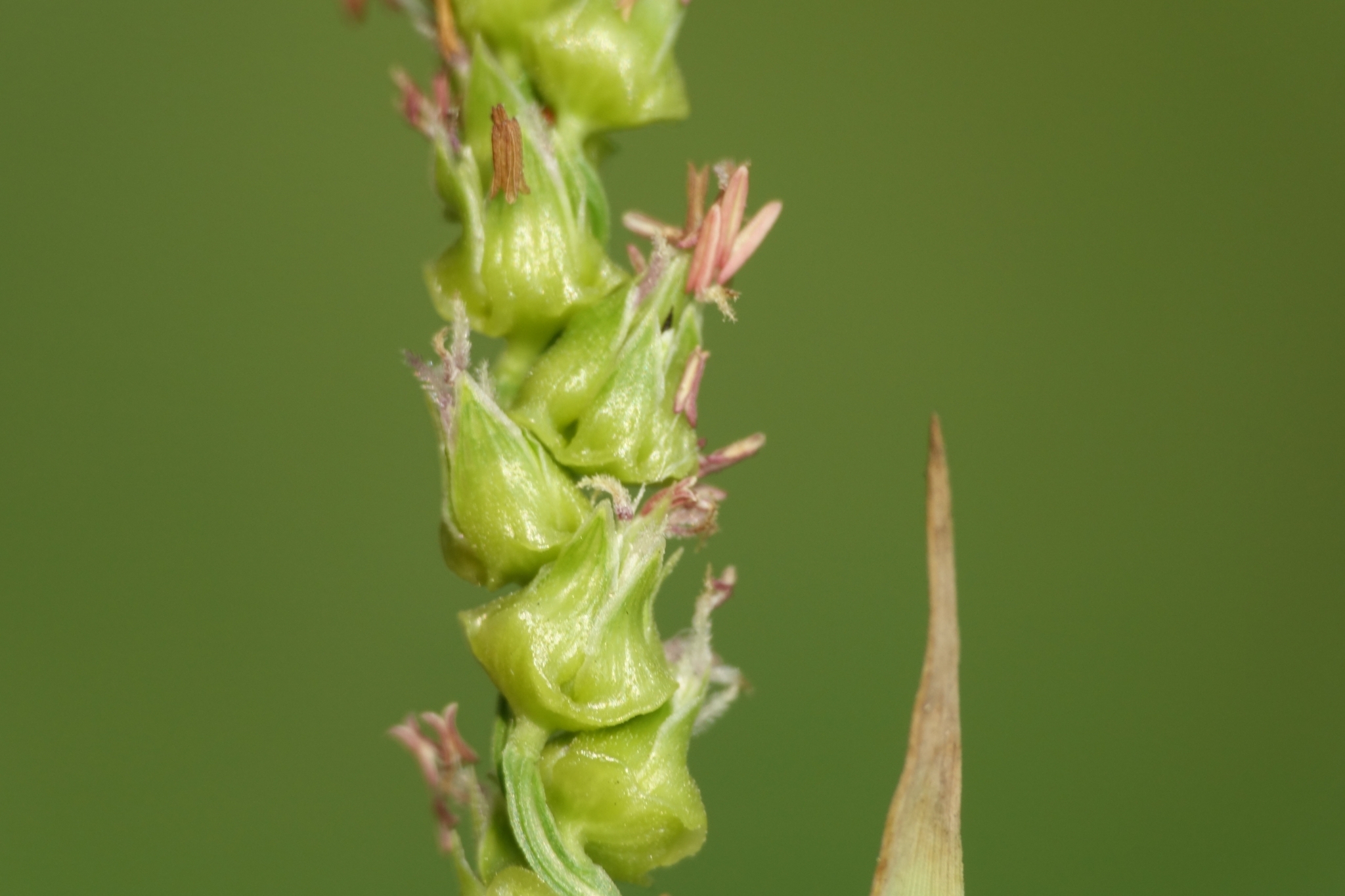 Anthephora cristata