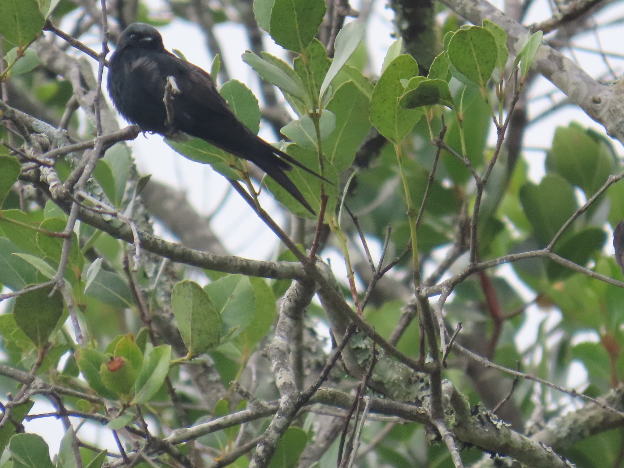 Black Saw-wing (Psalidoprocne pristoptera), photo 3