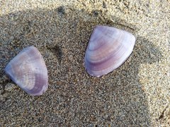 Donacidae