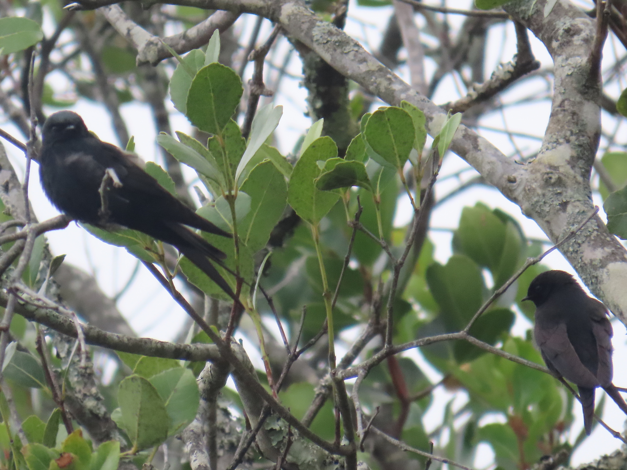 Black Saw-wing (Psalidoprocne pristoptera), photo 4