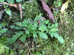 Staurogyne concinnula