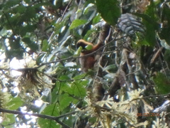 Saguinus tripartitus