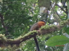 Saguinus tripartitus