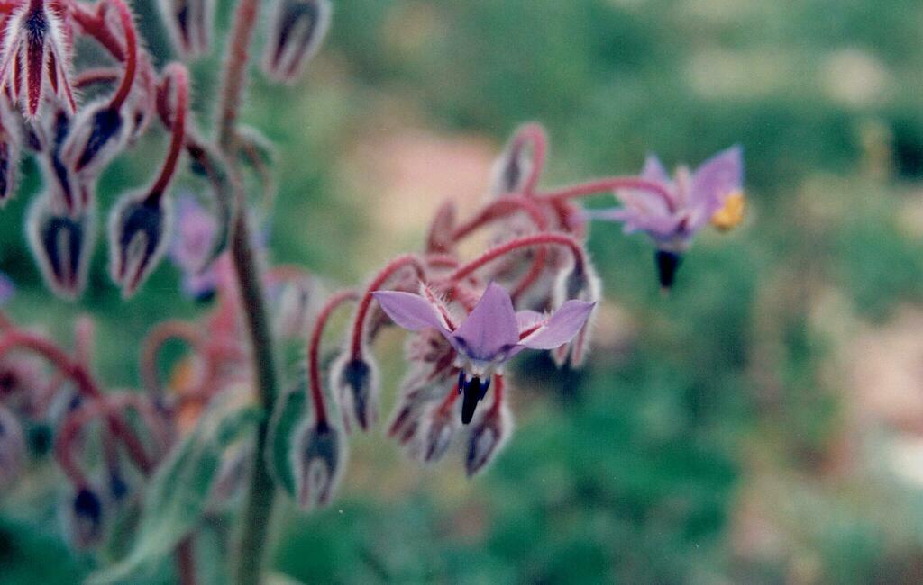 Borago officinalis, Coimbra, Portugal