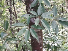 Elaeocarpus japonicus