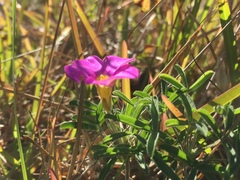 Oxalis ciliaris