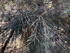 Grevillea pteridifolia